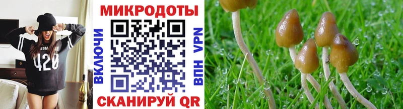 даркнет телеграм  Ленинградская  Галлюциногенные грибы Magic Shrooms 